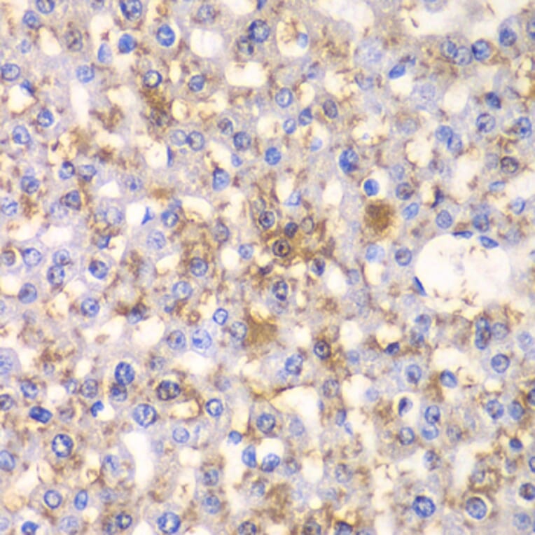 Immunohistochemistry - Anti-HAPLN1 Antibody (A90121) - Antibodies.com
