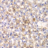 Immunohistochemistry - Anti-HAPLN1 Antibody (A90121) - Antibodies.com