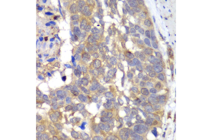 Immunohistochemistry - Anti-HAPLN1 Antibody (A90121) - Antibodies.com