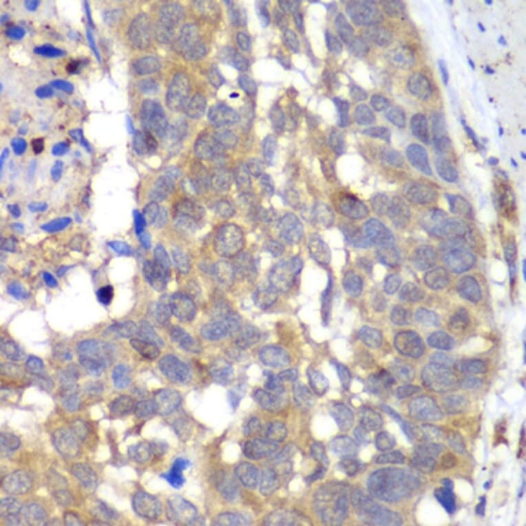 Immunohistochemistry - Anti-HAPLN1 Antibody (A90121) - Antibodies.com