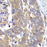 Immunohistochemistry - Anti-HAPLN1 Antibody (A90121) - Antibodies.com