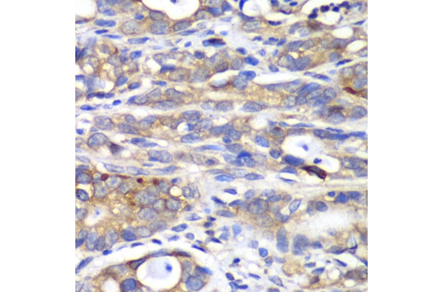Immunohistochemistry - Anti-HAPLN1 Antibody (A90121) - Antibodies.com
