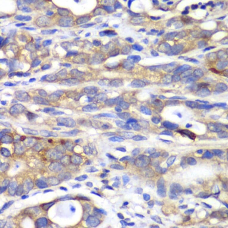Immunohistochemistry - Anti-HAPLN1 Antibody (A90121) - Antibodies.com