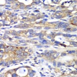 Immunohistochemistry - Anti-HAPLN1 Antibody (A90121) - Antibodies.com