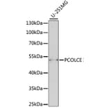 Western Blot - Anti-PCOLCE Antibody (A90122) - Antibodies.com