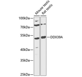 Western Blot - Anti-DDX39 Antibody (A90124) - Antibodies.com