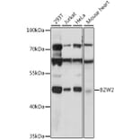 Western Blot - Anti-BZW2 Antibody (A90125) - Antibodies.com