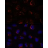 Immunofluorescence - Anti-BZW2 Antibody (A90125) - Antibodies.com