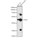 Western Blot - Anti-TDO2/TDO Antibody (A90128) - Antibodies.com