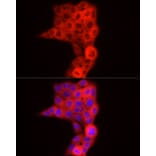 Immunofluorescence - Anti-TDO2/TDO Antibody (A90128) - Antibodies.com