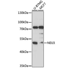 Western Blot - Anti-Sialidase-3 Antibody (A90129) - Antibodies.com