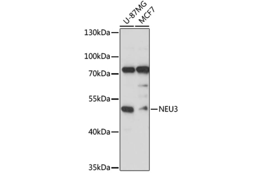 Western Blot - Anti-Sialidase-3 Antibody (A90129) - Antibodies.com