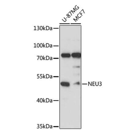 Western Blot - Anti-Sialidase-3 Antibody (A90129) - Antibodies.com