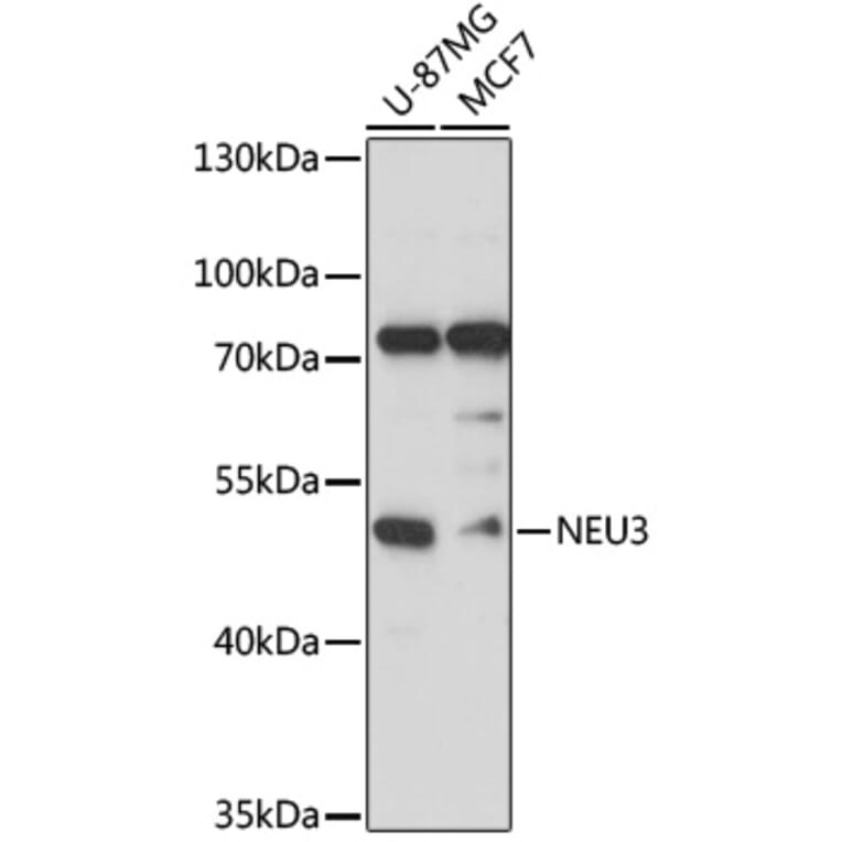 Western Blot - Anti-Sialidase-3 Antibody (A90129) - Antibodies.com