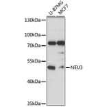 Western Blot - Anti-Sialidase-3 Antibody (A90129) - Antibodies.com