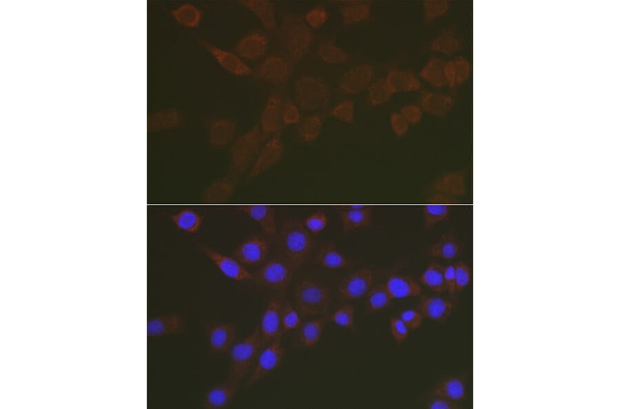 Immunofluorescence - Anti-Sialidase-3 Antibody (A90129) - Antibodies.com