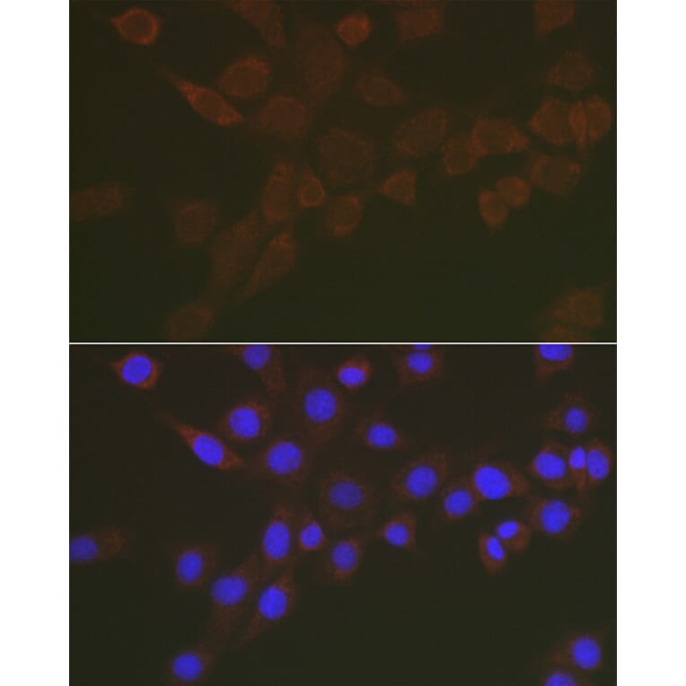 Immunofluorescence - Anti-Sialidase-3 Antibody (A90129) - Antibodies.com