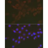 Immunofluorescence - Anti-Sialidase-3 Antibody (A90129) - Antibodies.com