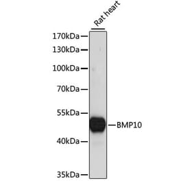 Western Blot - Anti-BMP10 Antibody (A90130) - Antibodies.com