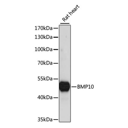 Western Blot - Anti-BMP10 Antibody (A90130) - Antibodies.com