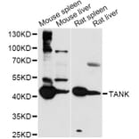 Western Blot - Anti-TANK Antibody (A14501) - Antibodies.com