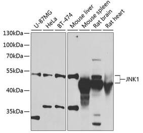 Western Blot - Anti-JNK1 Antibody (A90134) - Antibodies.com