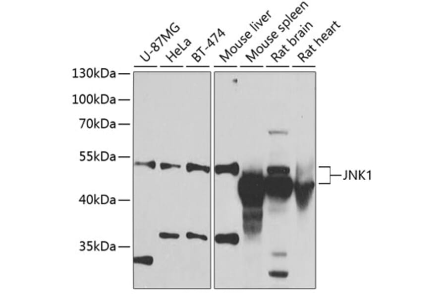 Western Blot - Anti-JNK1 Antibody (A90134) - Antibodies.com