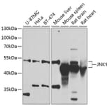 Western Blot - Anti-JNK1 Antibody (A90134) - Antibodies.com