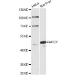 Western Blot - Anti-AHCY Antibody (A14182) - Antibodies.com