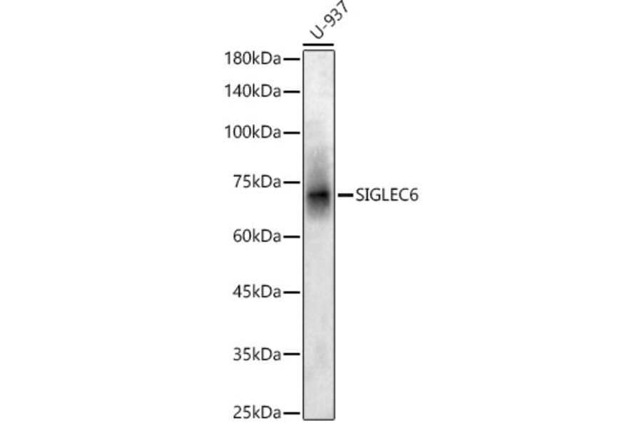 Western Blot - Anti-SIGLEC6 Antibody (A90137) - Antibodies.com