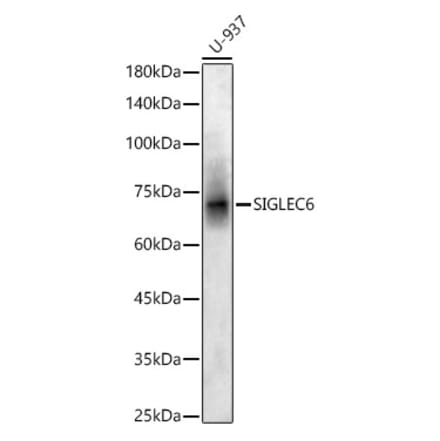 Western Blot - Anti-SIGLEC6 Antibody (A90137) - Antibodies.com