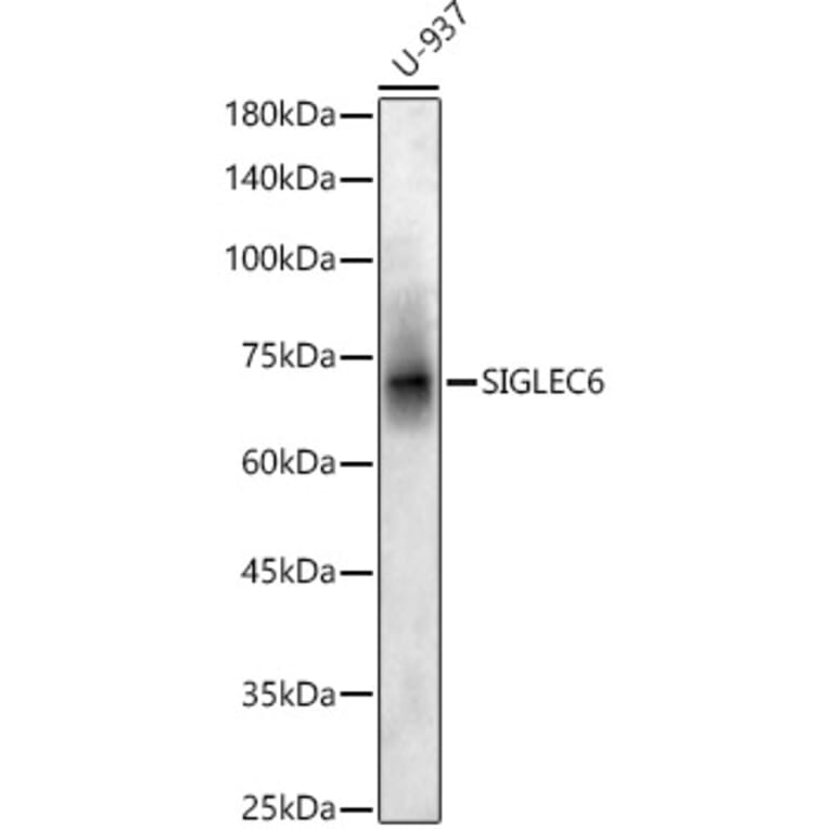 Western Blot - Anti-SIGLEC6 Antibody (A90137) - Antibodies.com