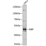 Western Blot - Anti-MIIP Antibody (A90139) - Antibodies.com