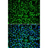 Immunofluorescence - Anti-TPN Antibody (A90141) - Antibodies.com