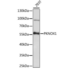 Western Blot - Anti-PREP1 Antibody (A90144) - Antibodies.com