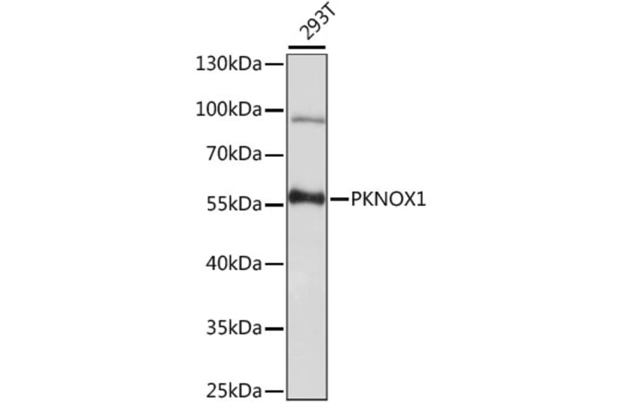 Western Blot - Anti-PREP1 Antibody (A90144) - Antibodies.com