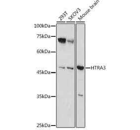 Western Blot - Anti-HtrA3 Antibody (A90146) - Antibodies.com