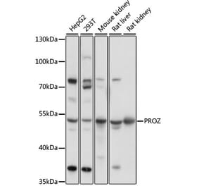 Western Blot - Anti-Protein Z Antibody (A90147) - Antibodies.com
