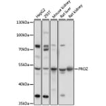 Western Blot - Anti-Protein Z Antibody (A90147) - Antibodies.com