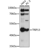 Western Blot - Anti-TRIP13/PCH2 Antibody (A90149) - Antibodies.com