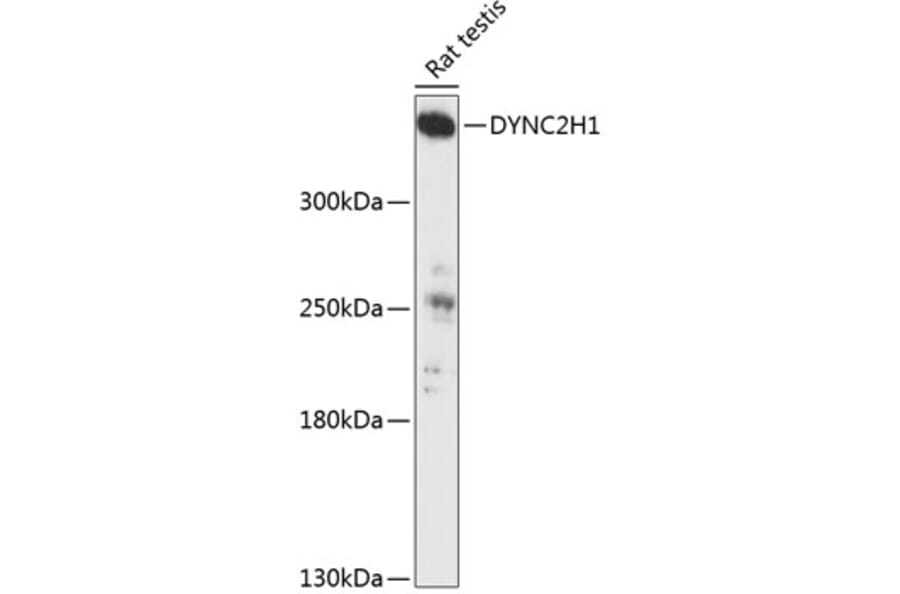 Western Blot - Anti-DYNC2H1 Antibody (A90150) - Antibodies.com