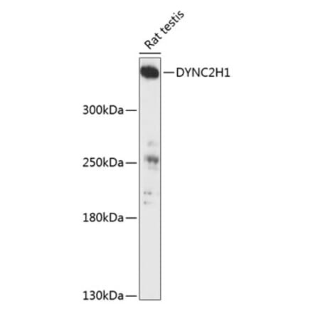 Western Blot - Anti-DYNC2H1 Antibody (A90150) - Antibodies.com