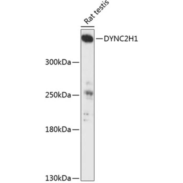 Western Blot - Anti-DYNC2H1 Antibody (A90150) - Antibodies.com