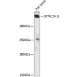 Western Blot - Anti-DYNC2H1 Antibody (A90150) - Antibodies.com