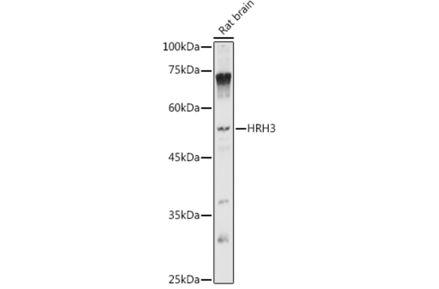 Western Blot - Anti-HRH3/H3R Antibody (A90152) - Antibodies.com