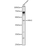 Western Blot - Anti-HRH3/H3R Antibody (A90152) - Antibodies.com