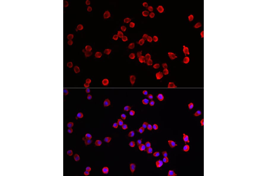 Immunofluorescence - Anti-HRH3/H3R Antibody (A90152) - Antibodies.com