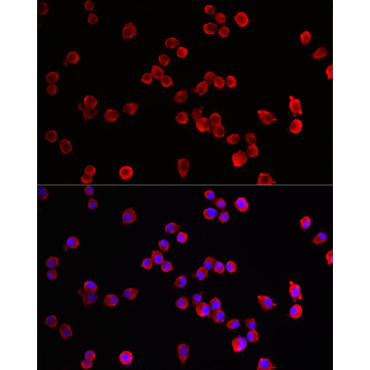 Immunofluorescence - Anti-HRH3/H3R Antibody (A90152) - Antibodies.com