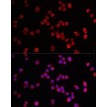 Immunofluorescence - Anti-HRH3/H3R Antibody (A90152) - Antibodies.com
