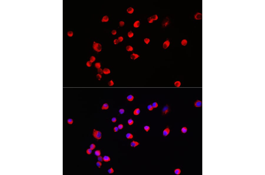 Immunofluorescence - Anti-HRH3/H3R Antibody (A90152) - Antibodies.com